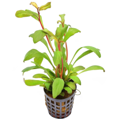 Lysimachia Parviflora ( Samolus Parviflorus Red)