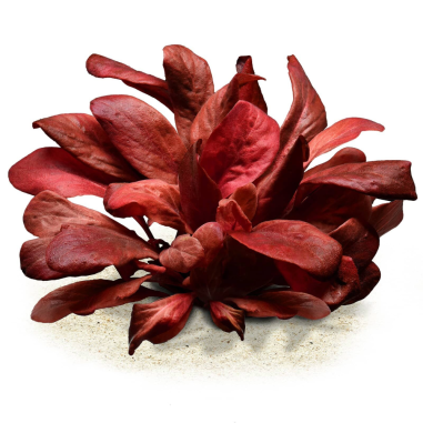 Lysimachia Parviflora ( Samolus Parviflorus Red)