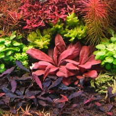 Lysimachia Parviflora ( Samolus Parviflorus Red) 2