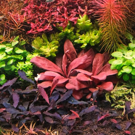 Lysimachia Parviflora (Samolus Parviflorus Red)