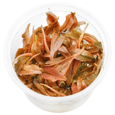 Cryptocoryne Flamingo in Vitro