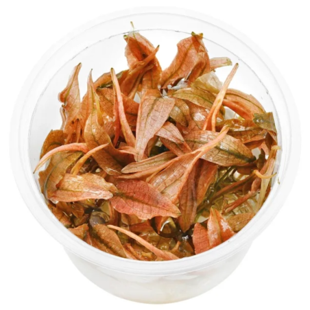 Cryptocoryne Flamingo in Vitro
