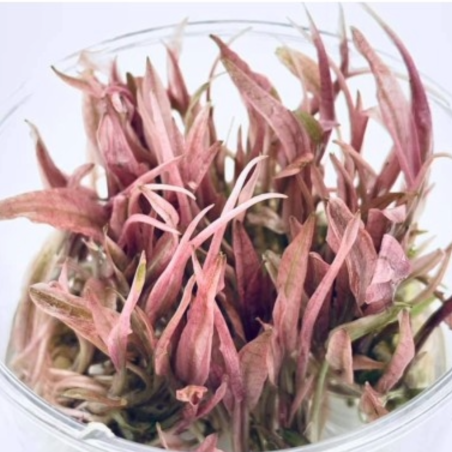 Cryptocoryne Flamingo in Vitro