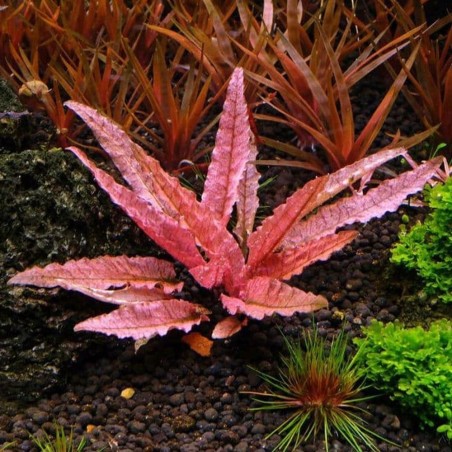 Cryptocoryne Flamingo in Vitro