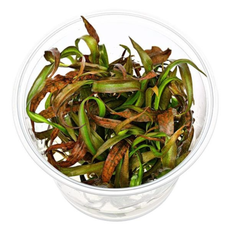 Cryptocoryne Spiralis Tiger in Vitro