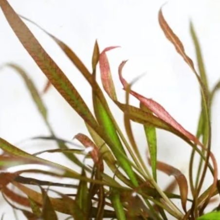 Cryptocoryne Spiralis Tiger in Vitro
