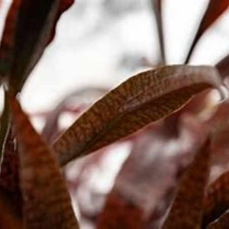 Cryptocoryne Spiralis Tiger in Vitro