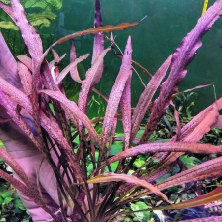 Cryptocoryne Spiralis Tiger in Vitro