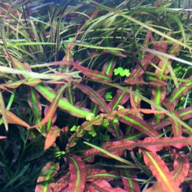 Cryptocoryne spiralis 'Tiger' in vitro