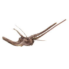 Decorline Spider Wood misure cm28x10x8h Foto Reale cod.SP47