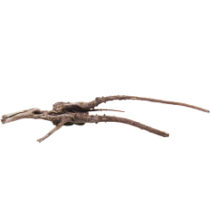 Decorline Spider Wood misure cm28x10x8h Foto Reale cod.SP47 2