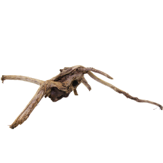 Decorline Spider Wood misure cm33x21x8h Foto Reale cod.SP110