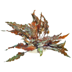 Cryptocoryne wendtii 'Mi Oya' 2