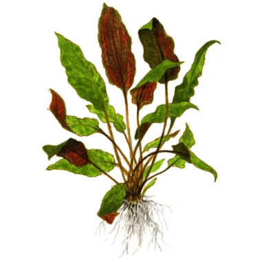 Cryptocoryne wendtii 'Mi Oya'