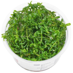 Rotala rotundifolia 'Green' in vitro