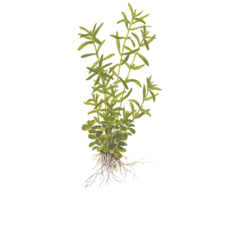 Rotala rotundifolia 'Green' in vitro