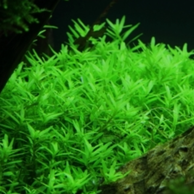 Rotala rotundifolia 'Green' in vitro