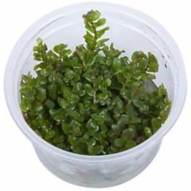 Rotala rotundifolia 'Green' in vitro