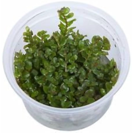 Rotala rotundifolia 'Green' in vitro