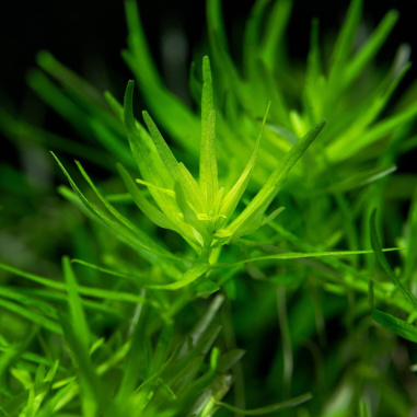 Rotala rotundifolia 'Green' in vitro