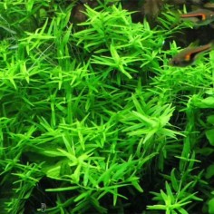 Rotala rotundifolia 'Green' in vitro 2
