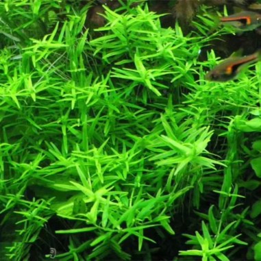 Rotala rotundifolia 'Green' in vitro