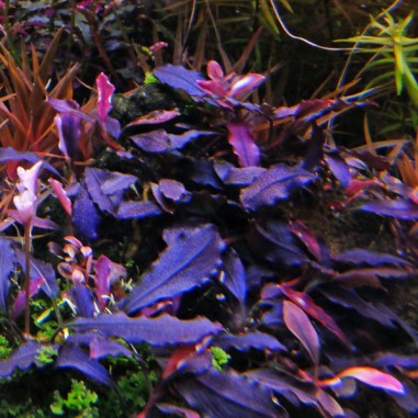 Bucephalandra brownie 'Ghost' in vitro
