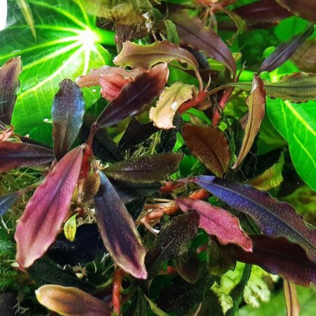 Bucephalandra brownie 'Ghost' in vitro