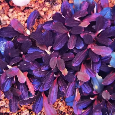 Bucephalandra brownie 'Purple' in vitro