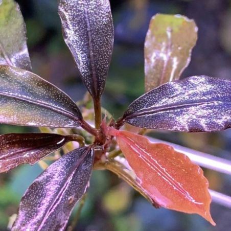 Bucephalandra brownie 'Purple' in vitro
