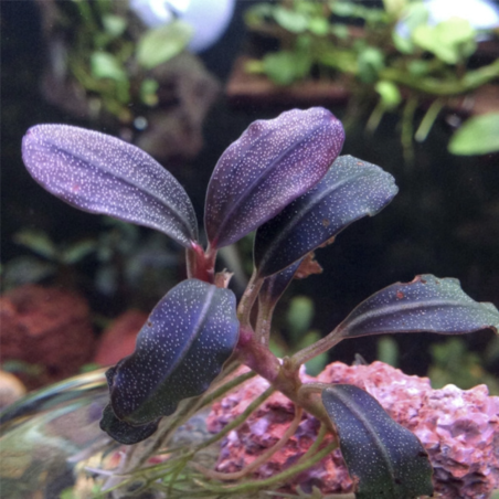 Bucephalandra brownie 'Purple' in vitro