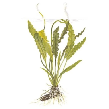 Aponogeton undulatus