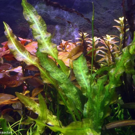 Aponogeton undulatus