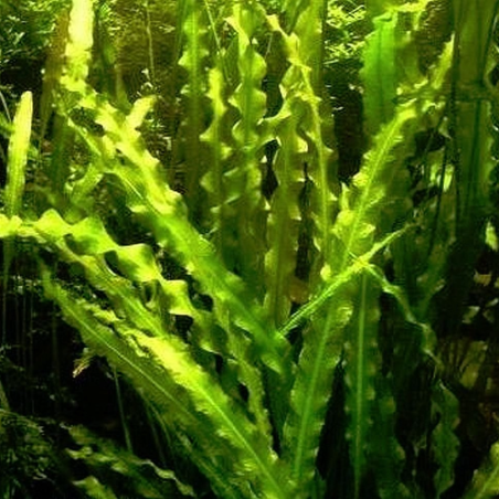 Aponogeton undulatus