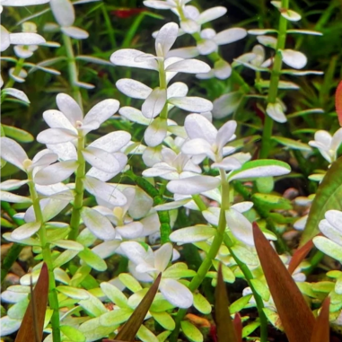 Bacopa monnieri 'Compact White' in vitro