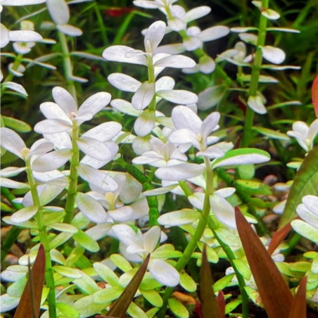 Bacopa monnieri 'Compact White' in vitro