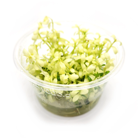 Bacopa monnieri 'Compact White' in vitro
