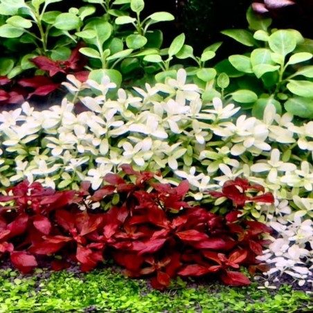 Bacopa monnieri 'Compact White' in vitro