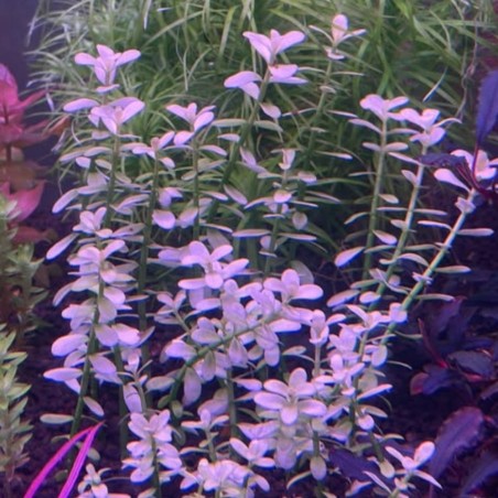 Bacopa monnieri 'Compact White' in vitro