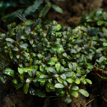 Bucephalandra lamandau 'mini' su pad