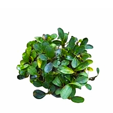 Bucephalandra lamandau 'mini' su pad
