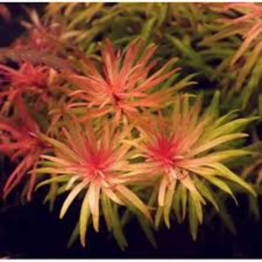 Ludwigia inclinata ‘Cuba’ in vitro