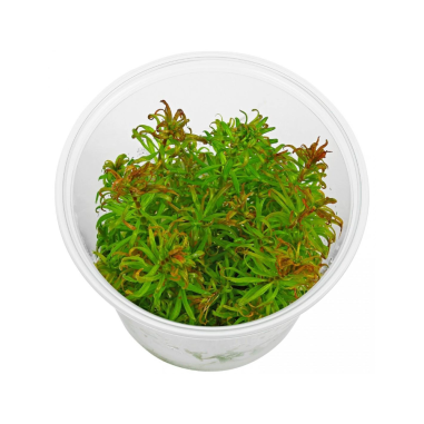 Ludwigia inclinata ‘Cuba’ in vitro