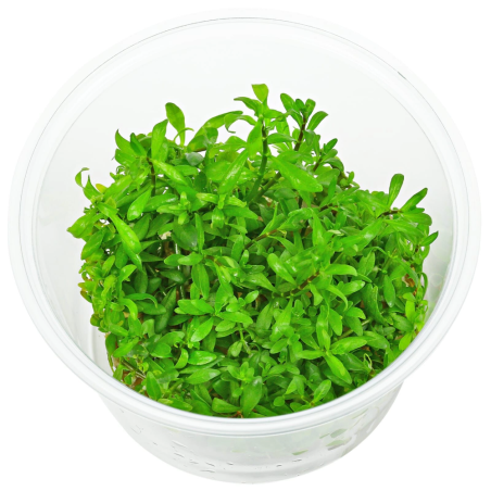 Ludwigia inclinata ‘Cuba’ in vitro