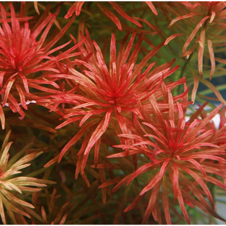 Ludwigia inclinata ‘Cuba’ in vitro