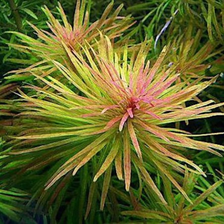 Ludwigia inclinata ‘Cuba’ in vitro
