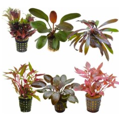 Offerta assortimento 3 Piante Rosse Mix - set di 3 piante a tonalità rosse