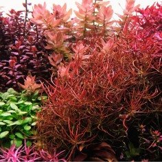 Offerta assortimento 3 Piante Rosse Mix - set di 3 piante a tonalità rosse 2