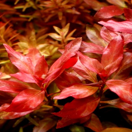 Offerta assortimento 3 Piante Rosse Mix - set di 3 piante a tonalità rosse