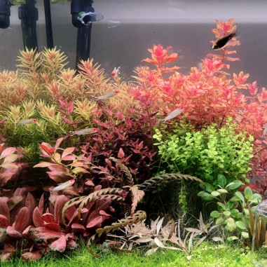 Offerta assortimento 3 Piante Rosse Mix - set di 3 piante a tonalità rosse